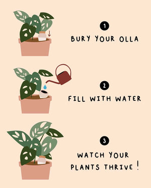 Olla Moisturizing